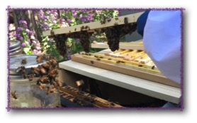 This is the comb they built on an empty top bar in less than 24 hours.   